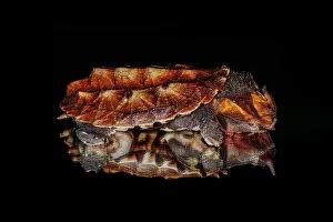 Reflected Prints: Mata mata turtle reflected on reflective surface, native to South America Date: 31-12-1999