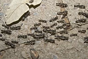 Images Dated 4th August 2010: Matabele Ant column - hunting party returning to nest, some individuals with prey