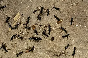 Ants Prints: Matabele Ants - raiding Termite nest