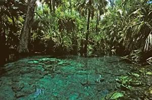 Hot Spring Prints: Mataranka Hot Springs Elsey National Park, Northern Territory, Australia JLR00383