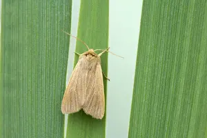 Mathew's Wainscot Mythimna favicolor Essex, UK IN000556
