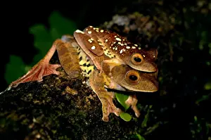 A mating pair of Harlequin Tree Frogs on a log in the undergrowth of primary rainforest in river Danum valley conservation area, Sabah, Borneo, Malaysia; June. Ma39. 3413