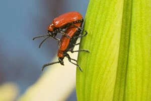 Images Dated 14th May 2009: Mating Scarlet Lily Beetles