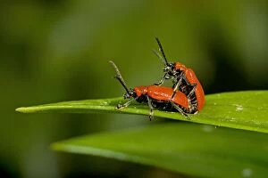 Images Dated 14th May 2009: Mating Scarlet Lily Beetles