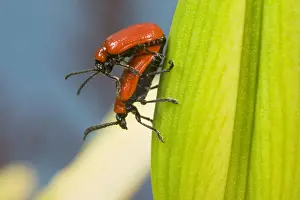 Mating Scarlet Lily Beetles. UK