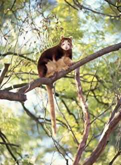 Images Dated 27th June 2007: Matschie's Tree Kangaroo
