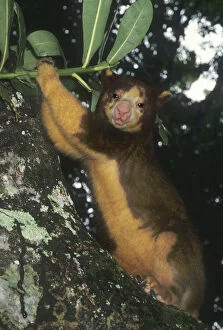Matschie's Tree Kangaroo, (Dendrolagus matschiei)