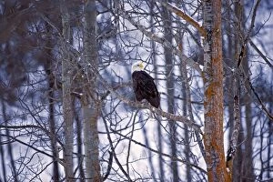Mature Bald Eagle sitting in tree on cold winter day