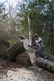 Images Dated 22nd January 2012: Mature Beech Tree - tree surgeon tidying up felled tree
