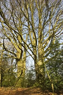 Mature Beech Tree - in woodland