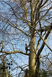 Images Dated 22nd January 2012: Mature Beech Tree - being worked on by tree surgeon