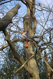 Images Dated 22nd January 2012: Mature Beech Tree - being worked on by tree surgeon