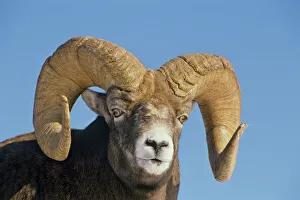 Images Dated 20th February 2008: Mature Bighorn Sheep - Ram Northern Rockies, Late Fall. MS350