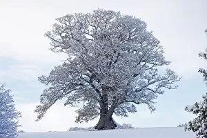 Trees Collection: Mature Oak Tree - covered in winter snow - December - Herefordshire - UK