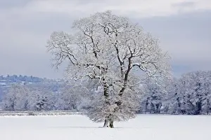 Festive Prints: Mature Oak Tree - covered in winter snow - December - Herefordshire - UK
