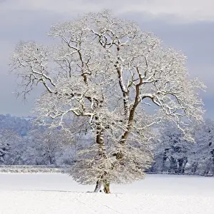 Landscapes Prints: Mature Oak Tree - covered in winter snow - December - Herefordshire - UK