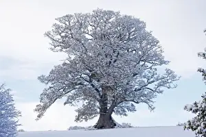 Scenics Prints: Mature Oak Tree - covered in winter snow - December - Herefordshire - UK