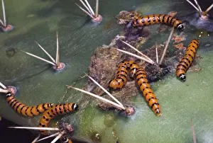 Mature Prickly Pear Moth larvae on cladode of prickly pear. Larvae bore into and feed on cactus pads, killing them. Introduced from South America to control prickly pear (Opuntia) infestations