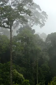 Mature rainforest in the mist at dawn, river Danum Valley Conservation Area, Sabah, Borneo, Malaysia; June. Ma39. 3262