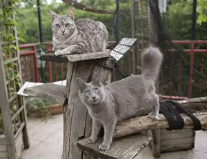 Spotted Prints: Mau and Nebelung - Cattery