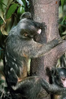 Marmosets Prints: Maues Tassel Ear Marmoset - gouging tree trunk for gum in feeding tree - Amazonia