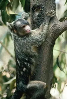 Maues Tassel Ear Marmoset - gouging tree trunk for gum in feeding tree - Amazonia, Brazil, South America