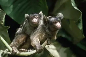 Marmosets Prints: Maues Tassel-eared Marmoset - female carrying baby on back Amazonia Brazil