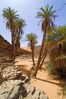 Mauritania, Adrar, Terjit oasis, Vertical