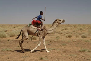 Riding Gallery: Mauritania, Lekhcheb, Child riding a dromedary