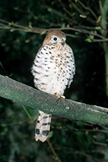 Images Dated 14th February 2008: Mauritius Kestrel - Perched on branch