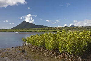 Mangrove Gallery: Mauritius, Western Mauritius, Petite Riviere