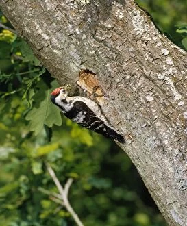 MAW-63 Lesser Spotted Woodpecker - male at nest in oak tree