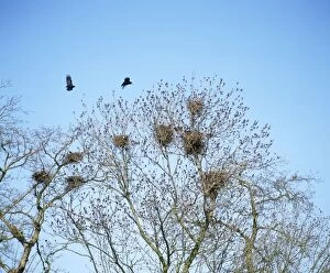 MAW-65 Rooks - at rookery in spring