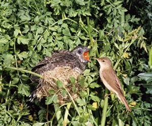 MAW-66 Cuckoo - young being fed at nest by Reed Warbler (Acrocephalus scirpaceus)