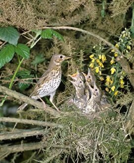 MAW-70 Song Thrush - with nest of young