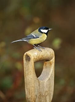 MAW-72 Great Tit - on fork handle