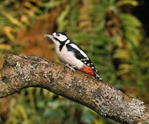 MAW-73 Great Spotted Woodpecker - in woodland