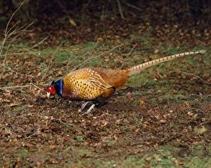 MAW-75-M Pheasant - in autumn woodland - UK