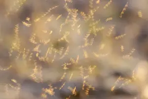 Swarms Prints: Mayflies - Dancing - Ouse Washes - Norfolk, UK IN000750