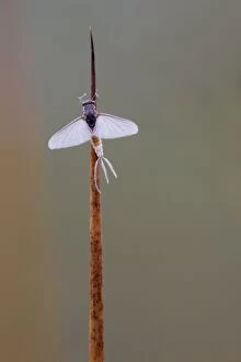 Images Dated 18th August 2012: Mayfly