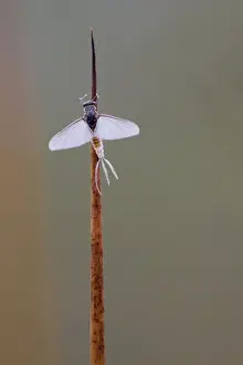 Mayfly Prints: Mayfly - Cornwall - UK