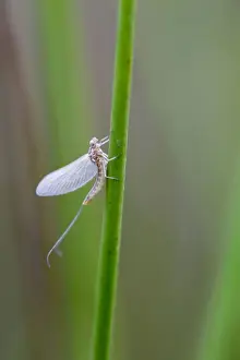 Mayfly - Cornwall - UK