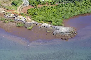Mayotte Island - mangrove Indian Ocean