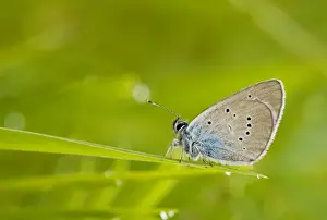 Blues Prints: Mazarine Blue - roosting after rain