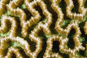Images Dated 26th December 2011: Maze Brain Coral