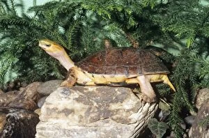 Images Dated 28th June 2007: McCord's Box Turtle - Mccord's box turtle is only known from Chinese markets