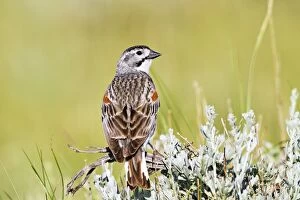 McCowns Longspur - Male singing on territory in July
