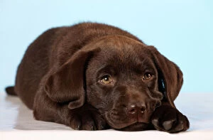 ME-1082E-M Chocolate Labrador Dog - puppy lying down wearing Christmas hat