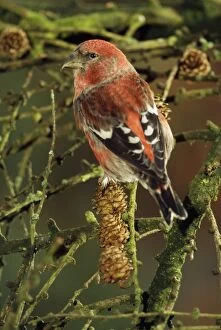 ME-1161 Europe / European / White-winged / Two-Barred CROSSBILL - male