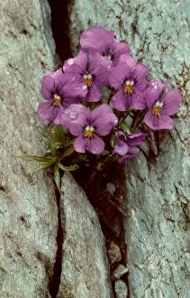 ME-1264 VIOLET - in flower, growing in rock